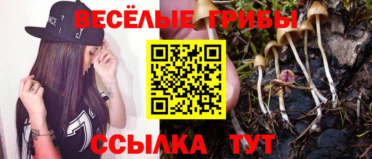 Галлюциногенные грибы MAGIC MUSHROOMS  Вход с VPN  Саратов  Псилоцибиновые грибы Psilocybine cubensis 